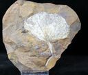 Huge Fossil Ginkgo Leaf Plate - North Dakota #19804-1